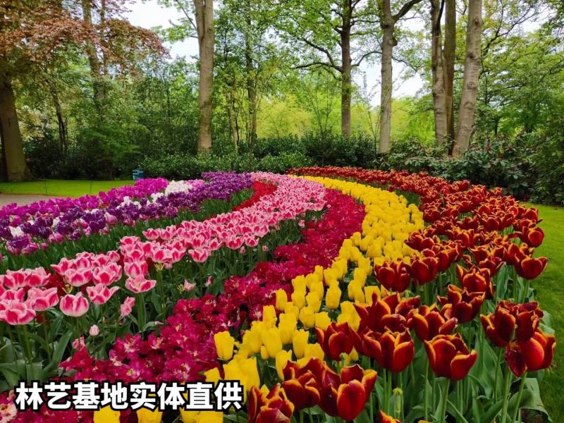 进口郁金香种球带芽种子球根花卉耐寒水培盆栽荷兰郁金香大球