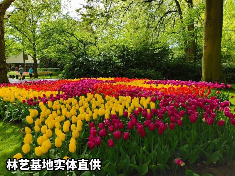 进口郁金香种球带芽种子球根花卉耐寒水培盆栽荷兰郁金香大球