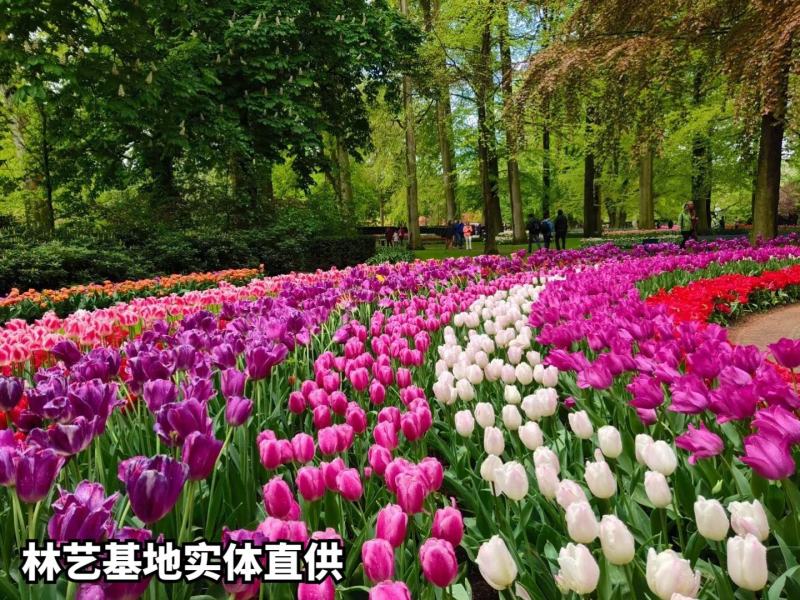 进口郁金香种球带芽种子球根花卉耐寒水培盆栽荷兰郁金香大球