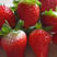 隋珠，红颜草莓，原产地种植户