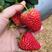隋珠，红颜草莓，原产地种植户