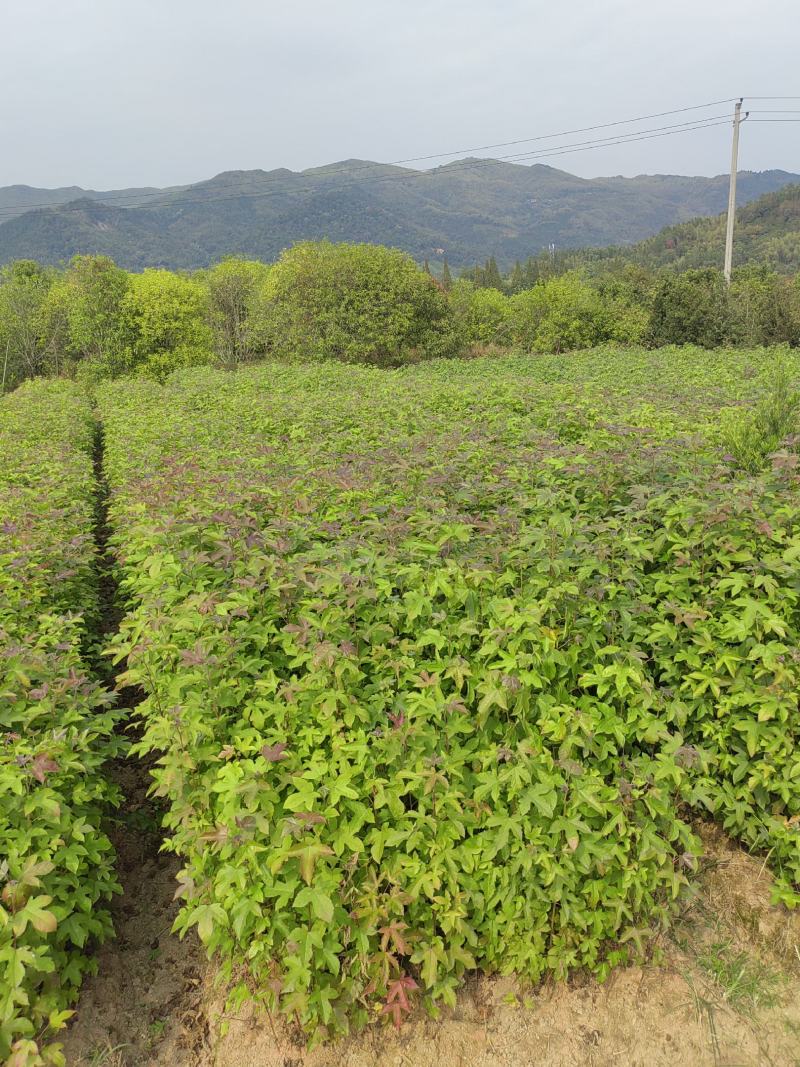 枫香杯苗，枫香小苗，造林苗，诚信经营，走量批发