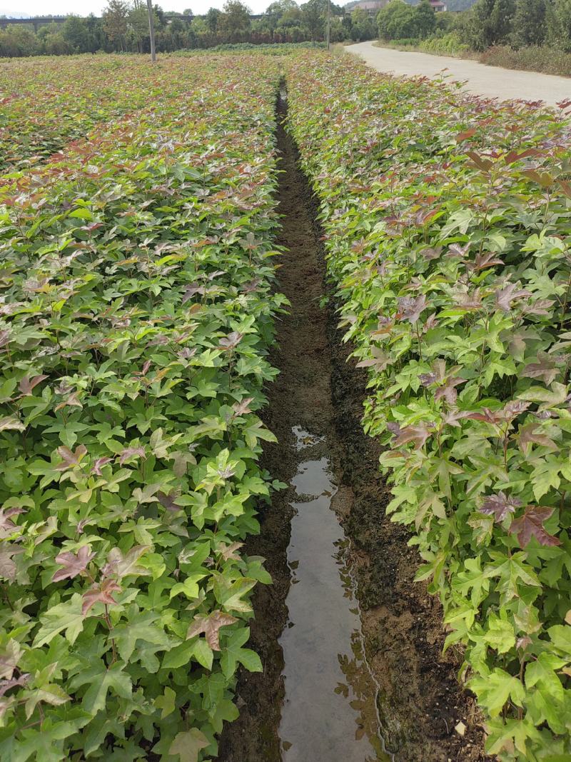 枫香杯苗，枫香小苗，造林苗，诚信经营，走量批发
