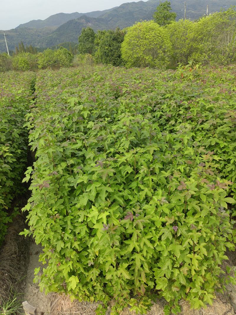 枫香杯苗，枫香小苗，造林苗，诚信经营，走量批发