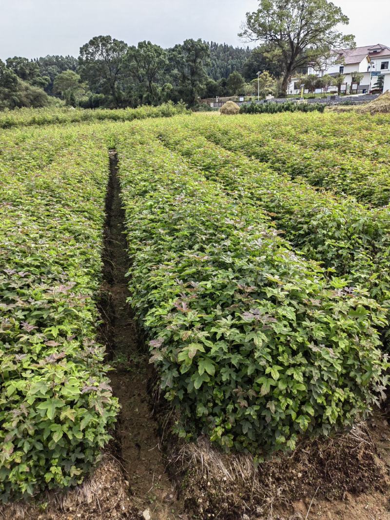 枫香杯苗，枫香小苗，造林苗，诚信经营，走量批发