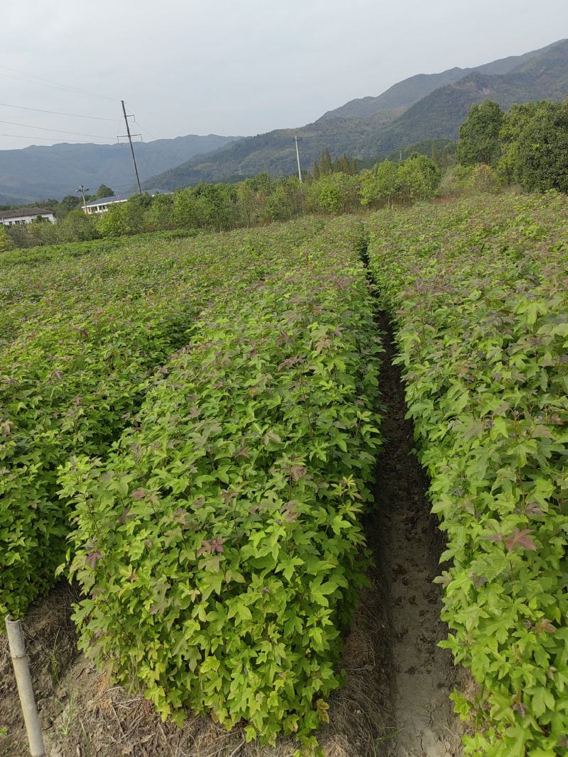 枫香杯苗，枫香小苗，造林苗，诚信经营，走量批发