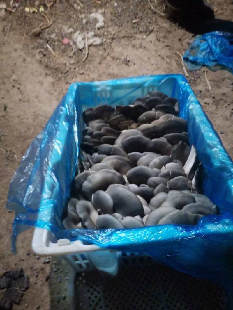【热销】河北平菇大量上市基地发货保证质量视频看货