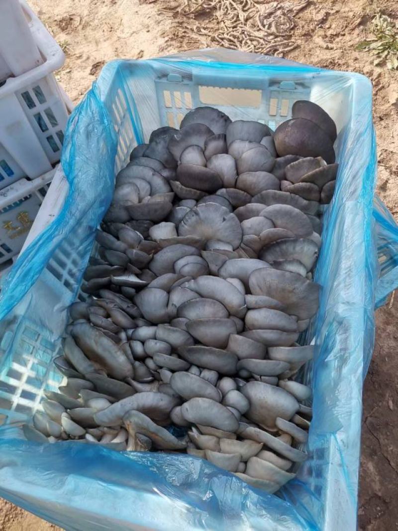 【热销】河北平菇大量上市基地发货保证质量视频看货