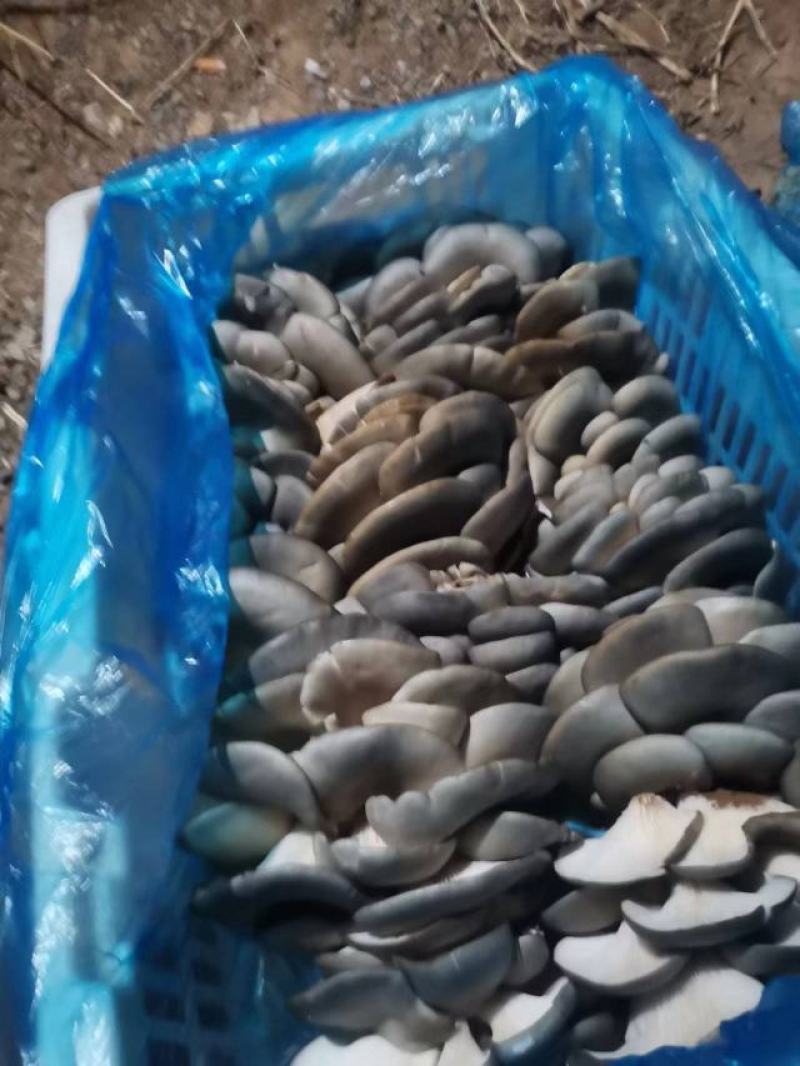 【热销】河北平菇大量上市基地发货保证质量视频看货