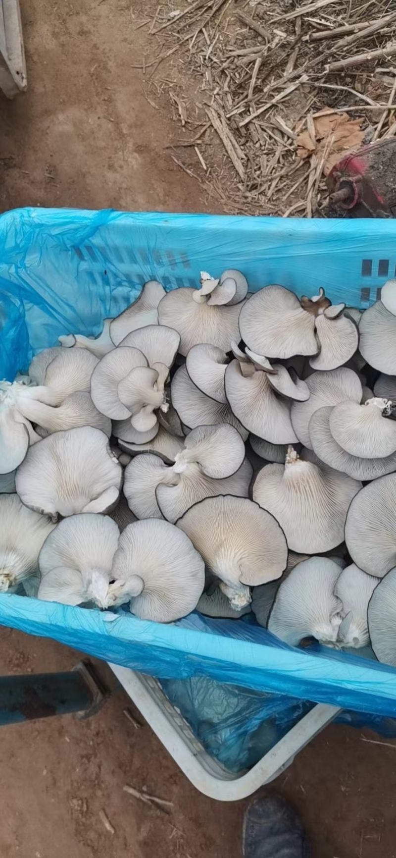 【热销】河北平菇大量上市基地发货保证质量视频看货