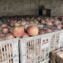 砀山红富士大量上市中，品质好数量大翠甜耐运输