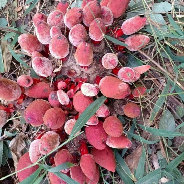 野生回春草