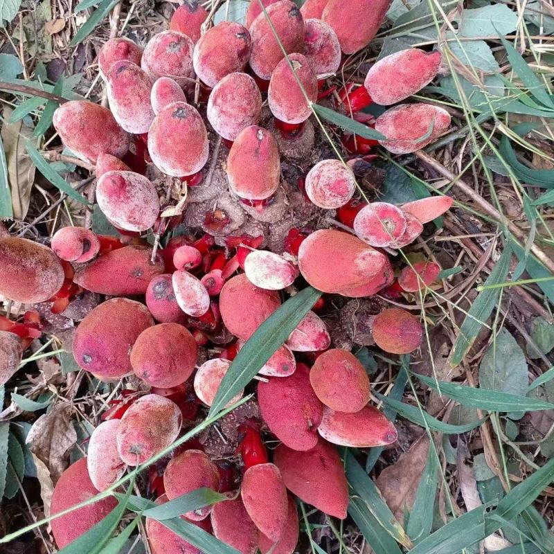 野生回春草
