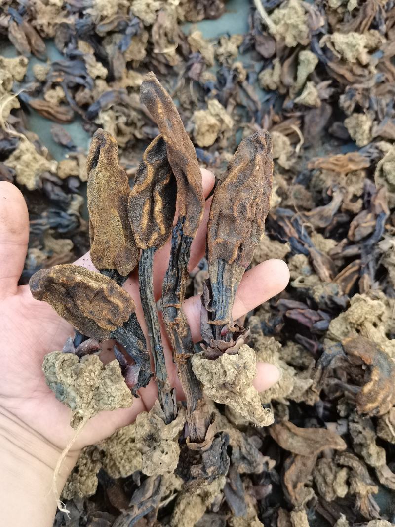 野生回春草