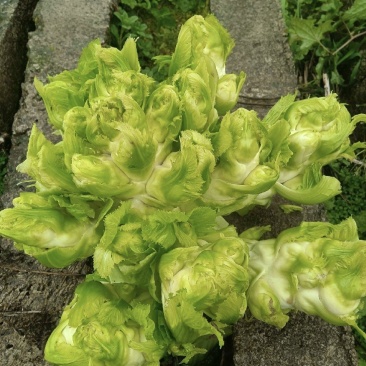 儿菜，精品儿菜，四川儿菜，重庆儿菜，优质儿菜