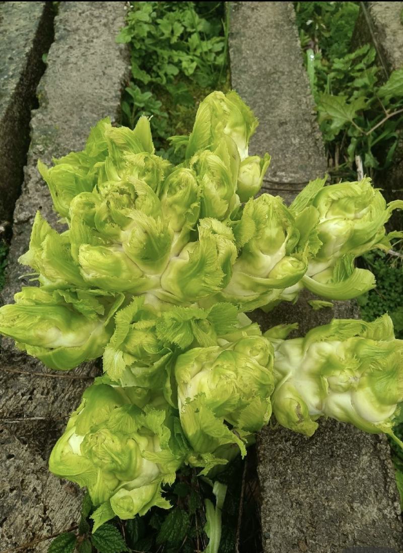 儿菜，精品儿菜，四川儿菜，重庆儿菜，优质儿菜