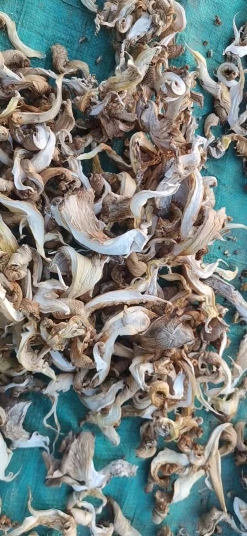 【产地直发】干平菇保证质量量大从优，视频看货