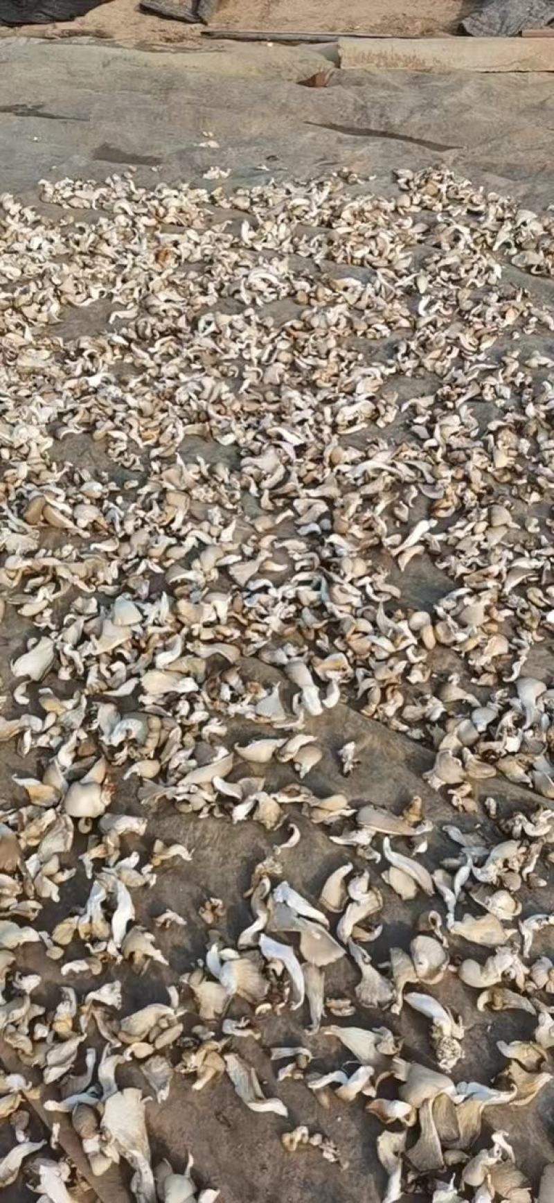 【产地直发】干平菇保证质量量大从优，视频看货