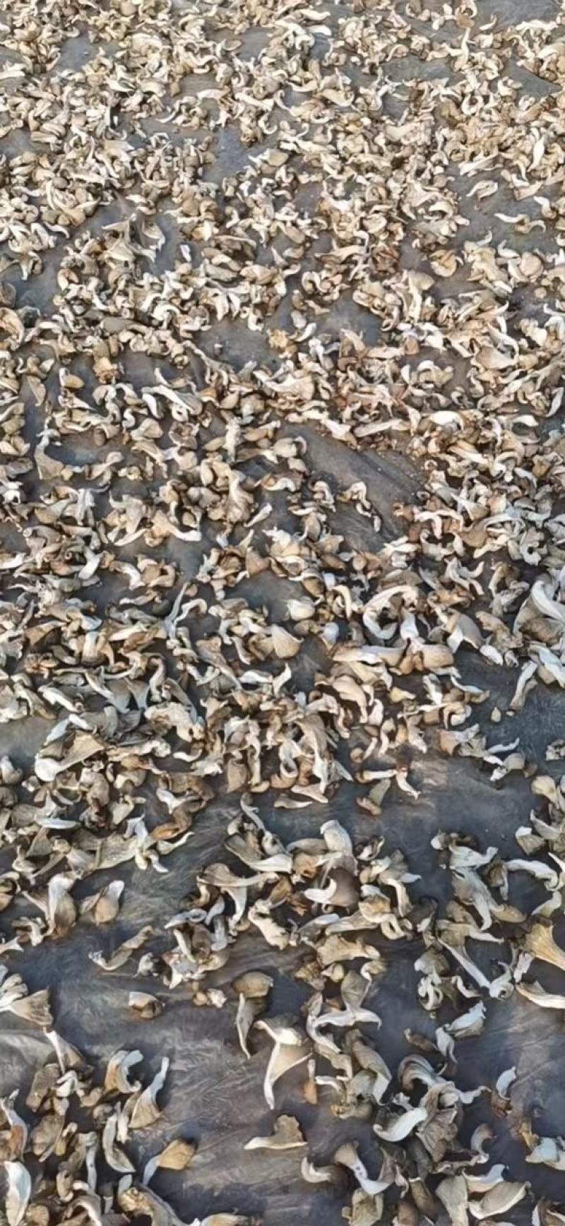 【产地直发】干平菇保证质量量大从优，视频看货