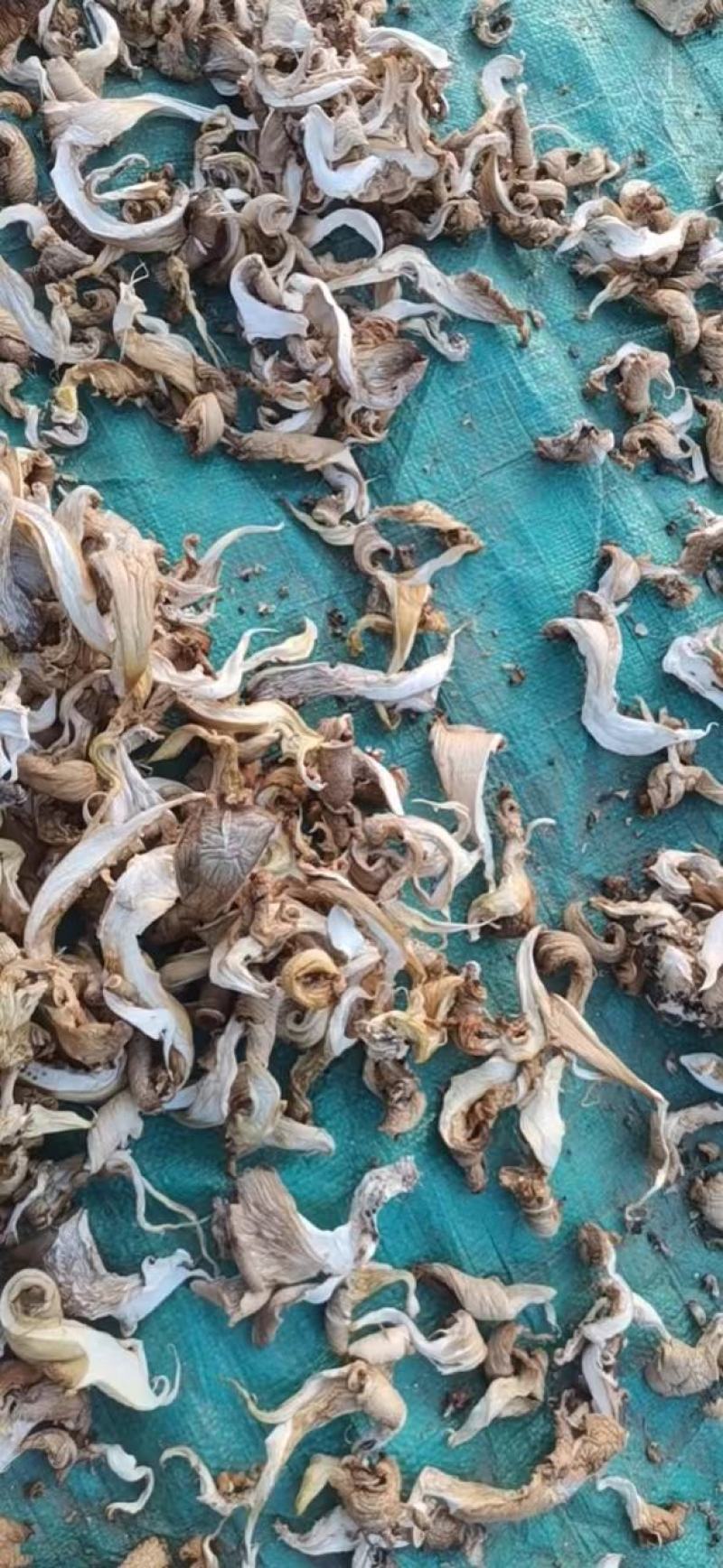 【产地直发】干平菇保证质量量大从优，视频看货