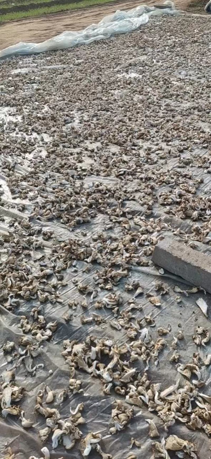 【产地直发】干平菇保证质量量大从优，视频看货