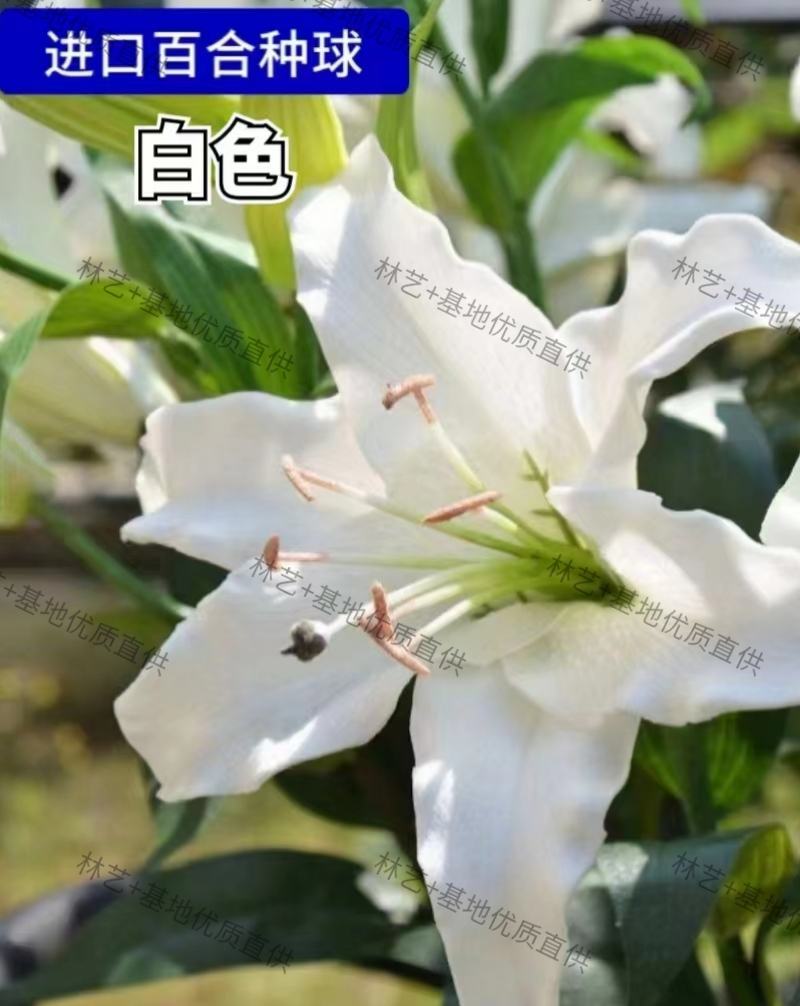 香水百合种球四季花卉好养易活盆栽室内花植物种子浓香百合花