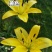 香水百合种球四季花卉好养易活盆栽室内花植物种子浓香百合花