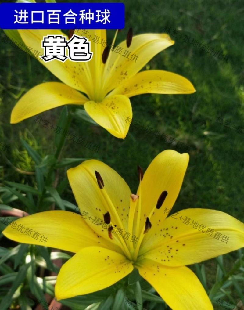 香水百合种球四季花卉好养易活盆栽室内花植物种子浓香百合花