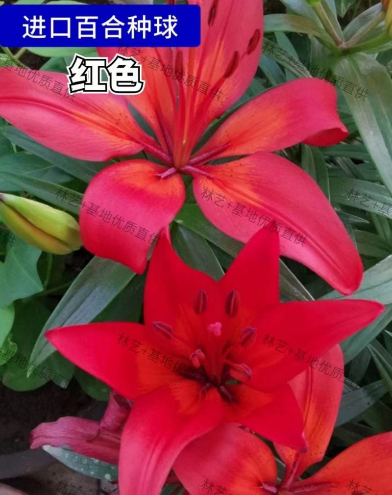 香水百合种球四季花卉好养易活盆栽室内花植物种子浓香百合花