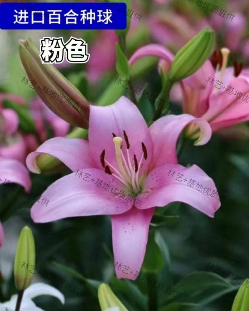 香水百合种球四季花卉好养易活盆栽室内花植物种子浓香百合花