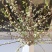 雪柳枝雪柳遇水开花水插室内好养水培植物阳台鲜花干树枝遇水