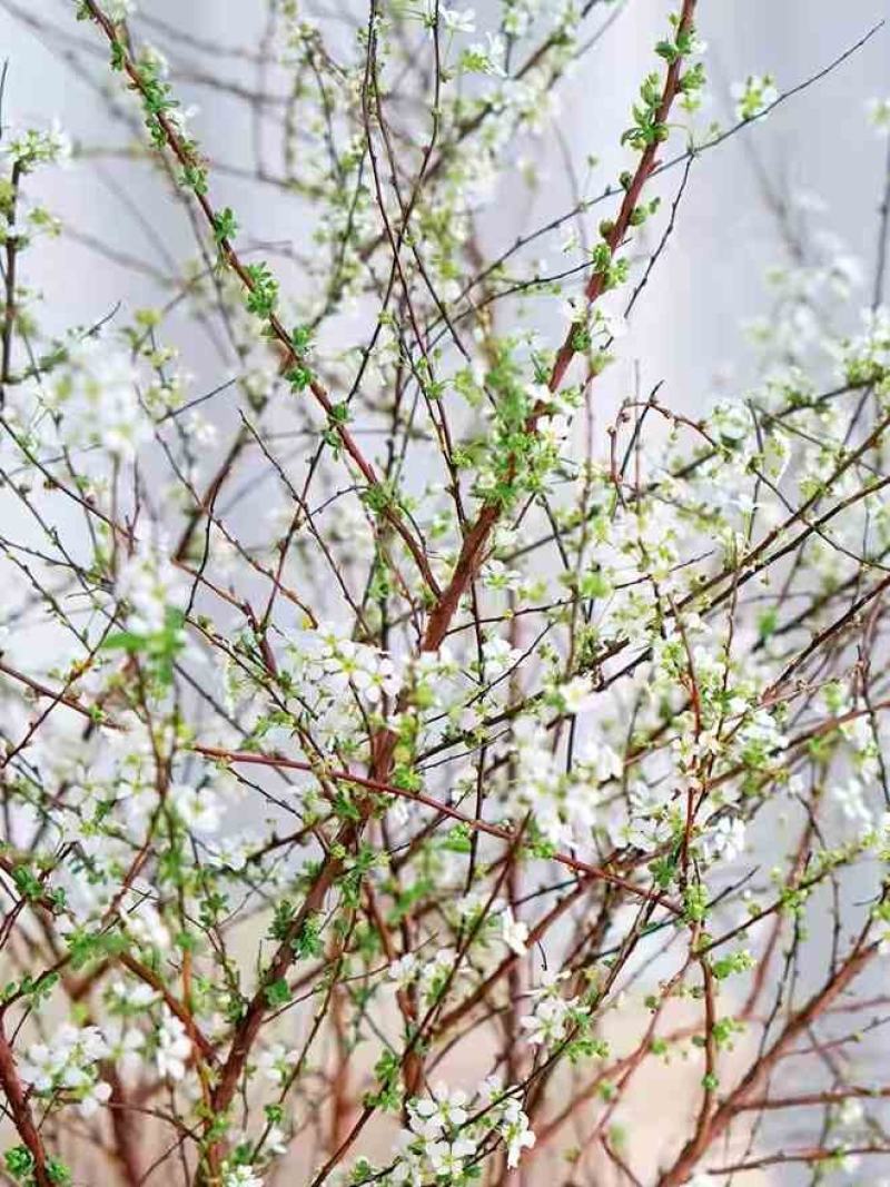 雪柳枝雪柳遇水开花水插室内好养水培植物阳台鲜花干树枝遇水