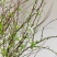 雪柳枝雪柳遇水开花水插室内好养水培植物阳台鲜花干树枝遇水