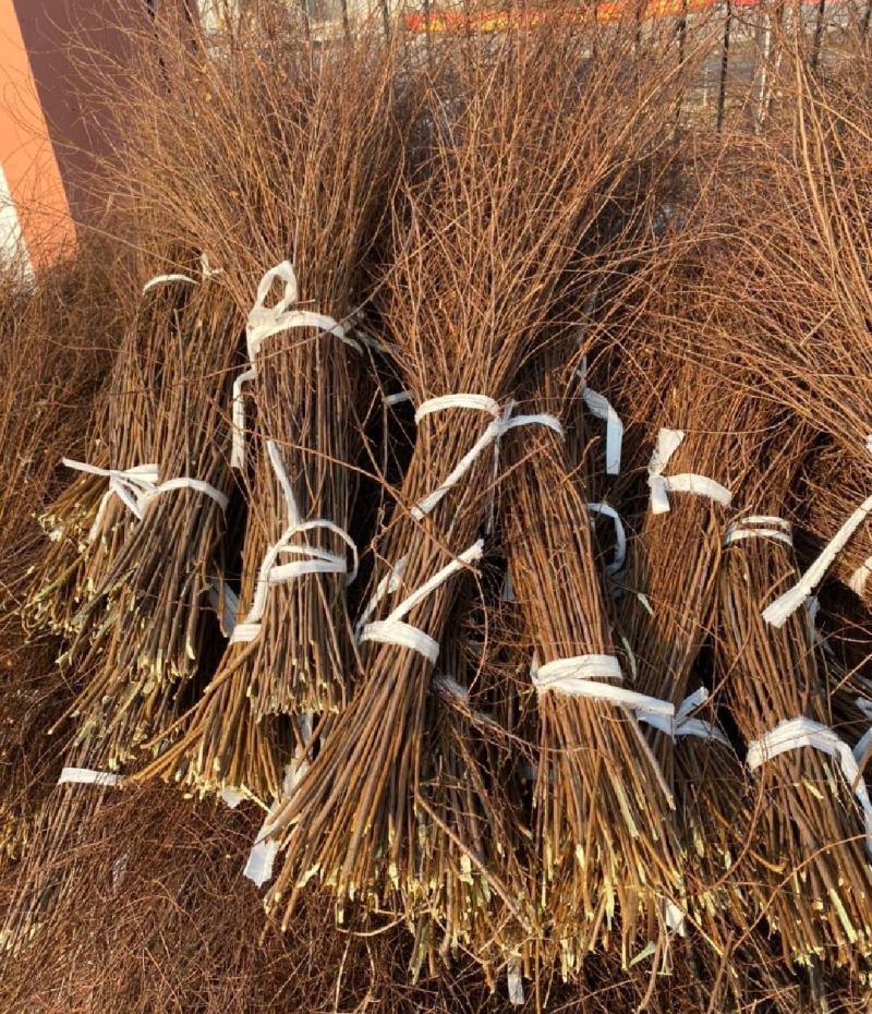 雪柳枝雪柳遇水开花水插室内好养水培植物阳台鲜花干树枝遇水