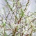 雪柳枝雪柳遇水开花水插室内好养水培植物阳台鲜花干树枝遇水