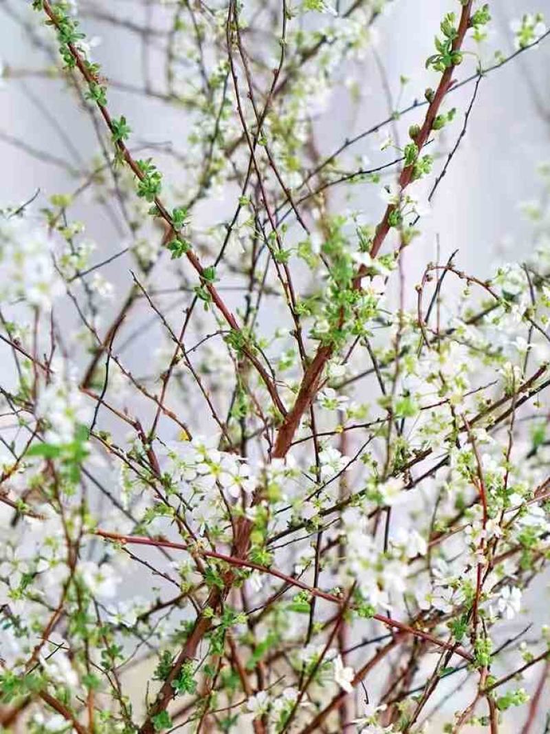 雪柳枝雪柳遇水开花水插室内好养水培植物阳台鲜花干树枝遇水