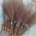 雪柳枝雪柳遇水开花水插室内好养水培植物阳台鲜花干树枝遇水