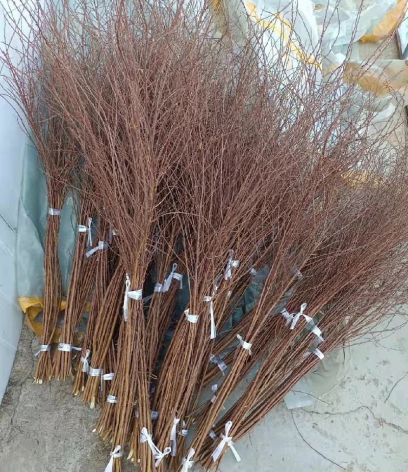 雪柳枝雪柳遇水开花水插室内好养水培植物阳台鲜花干树枝遇水