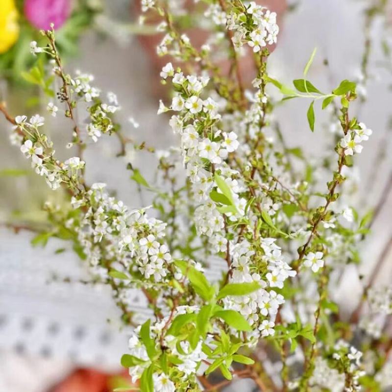 雪柳枝雪柳遇水开花水插室内好养水培植物阳台鲜花干树枝遇水