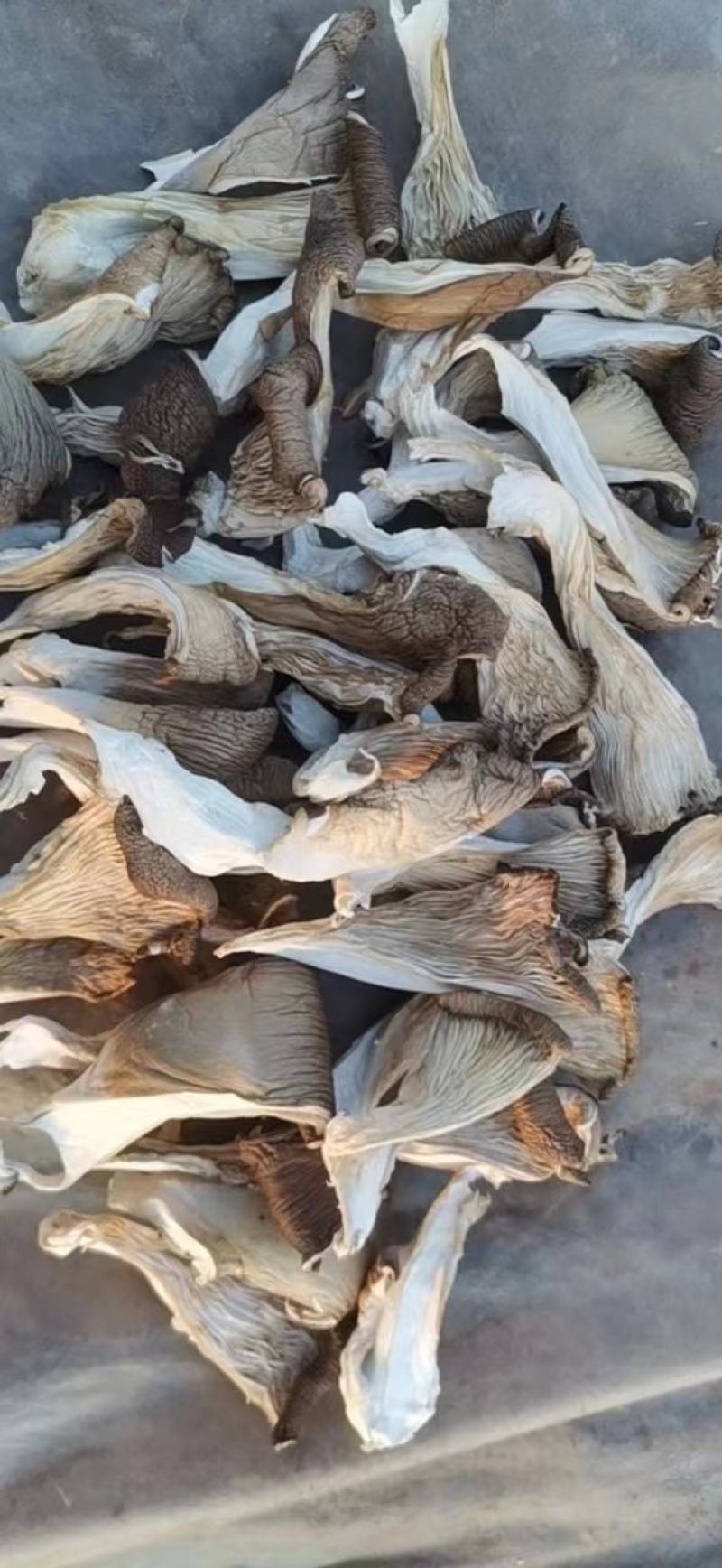 河北产地直发干平菇干净无杂质价格优惠保证质量可视频看货