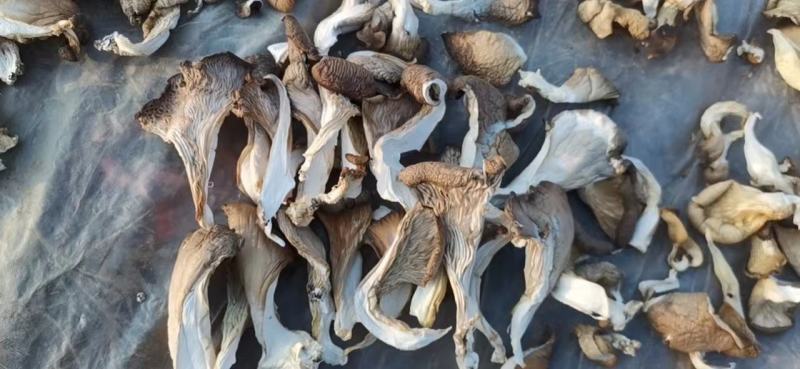 河北产地直发干平菇干净无杂质价格优惠保证质量可视频看货
