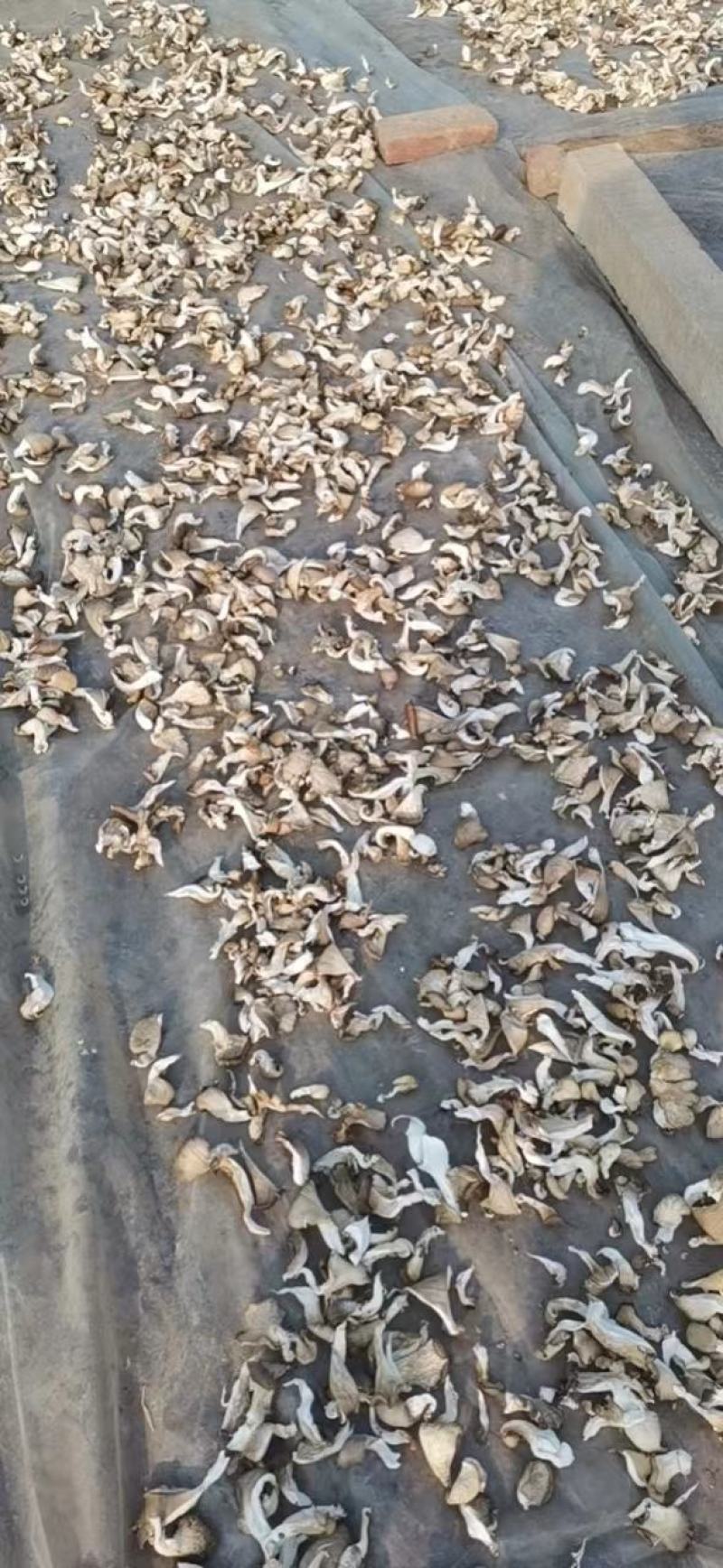 河北产地直发干平菇干净无杂质价格优惠保证质量可视频看货