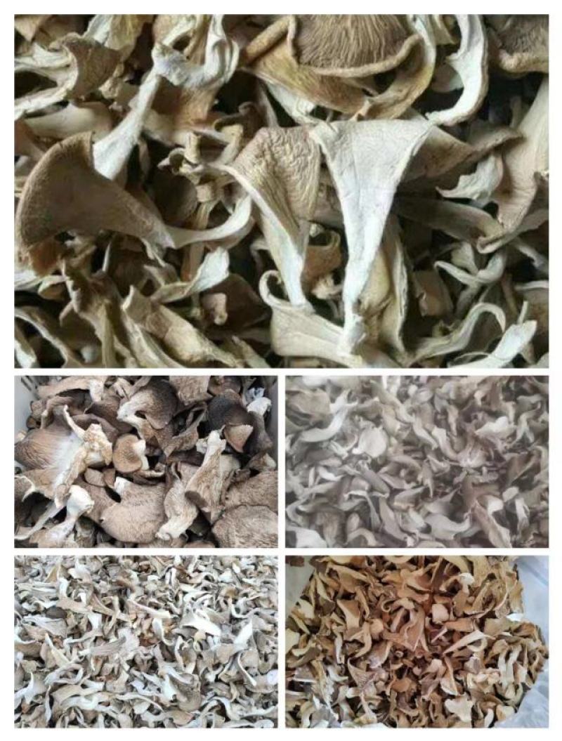 河北产地直发干平菇干净无杂质价格优惠保证质量可视频看货