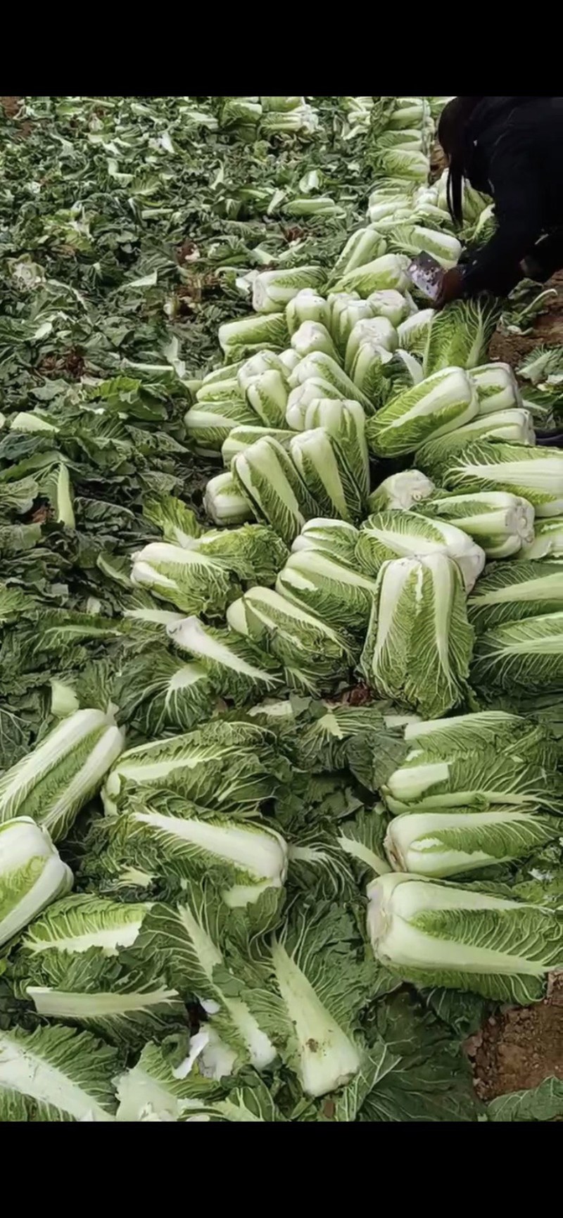 产地北京三号白菜（杠菜）质量保证货源充足代收代发全国