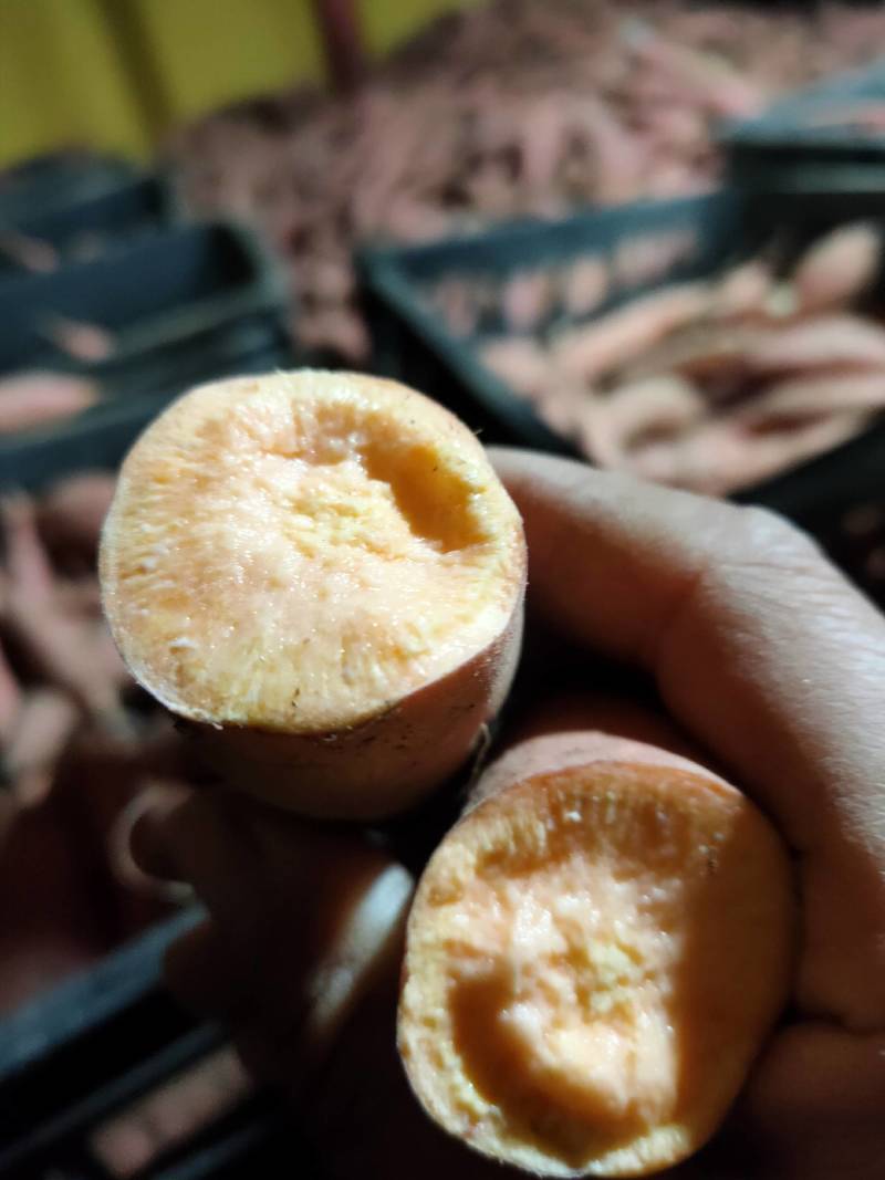 烟薯25小薯！地窖存货挑出来的下检货4两以下通货股肚就算