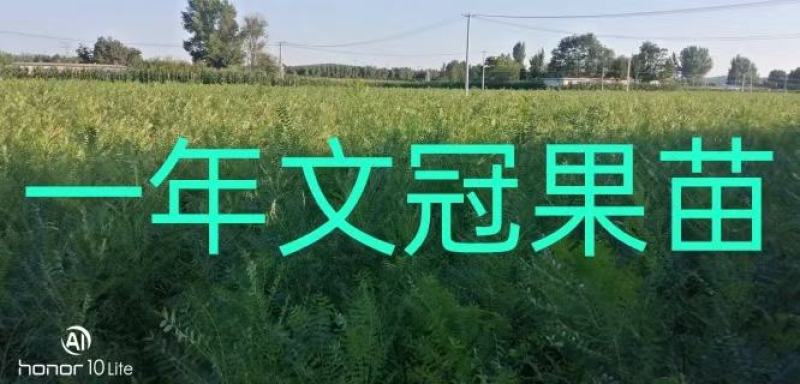 2023年春季苗木预售，一年生文冠果苗，二年生文冠果苗，