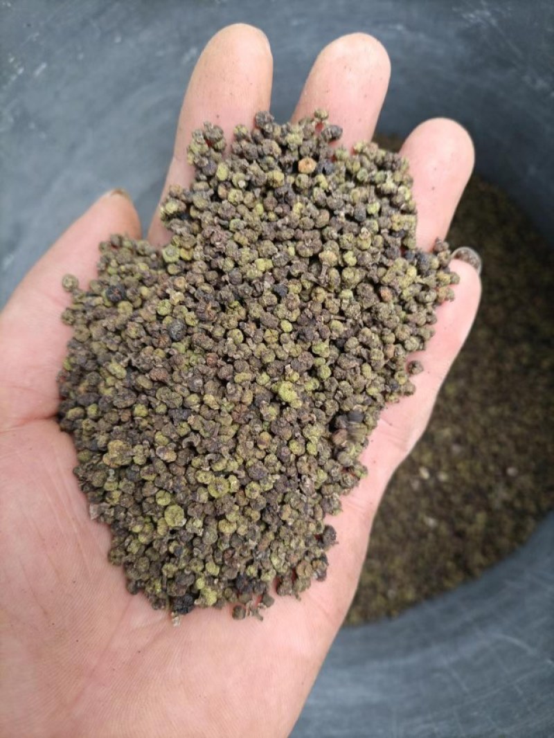 吴茱萸