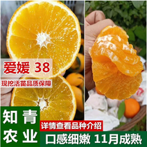 爱媛38果冻橙橙子苗嫁接苗包成活包结果支持技术指导