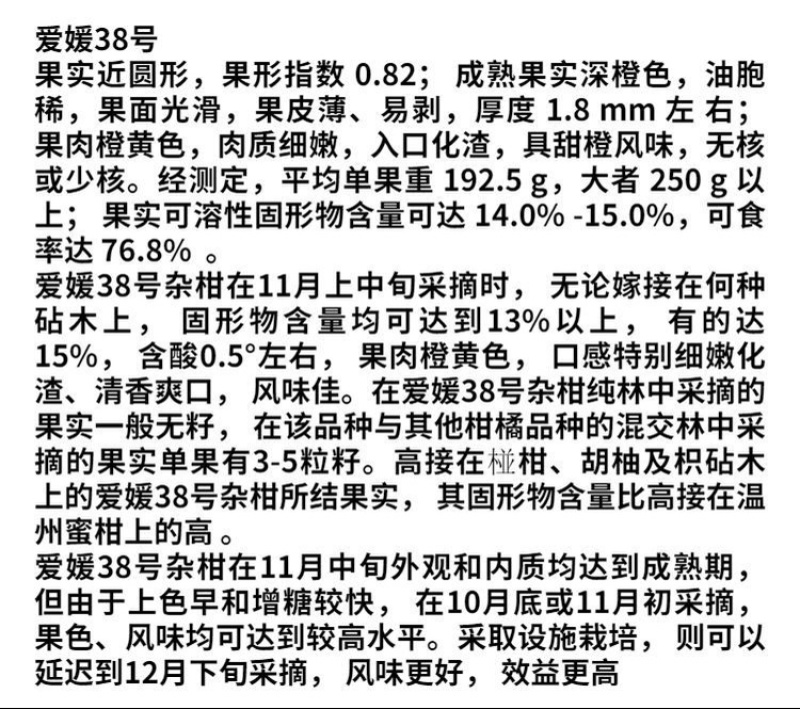 爱媛38果冻橙橙子苗嫁接苗包成活包结果支持技术指导