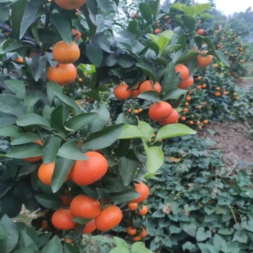 金秋沙糖桔